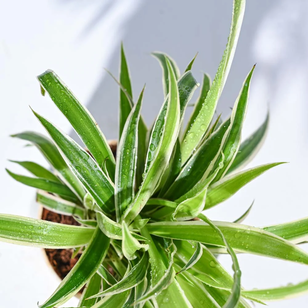 Mini Rainforest Indoor Plant Bundle - Image 8