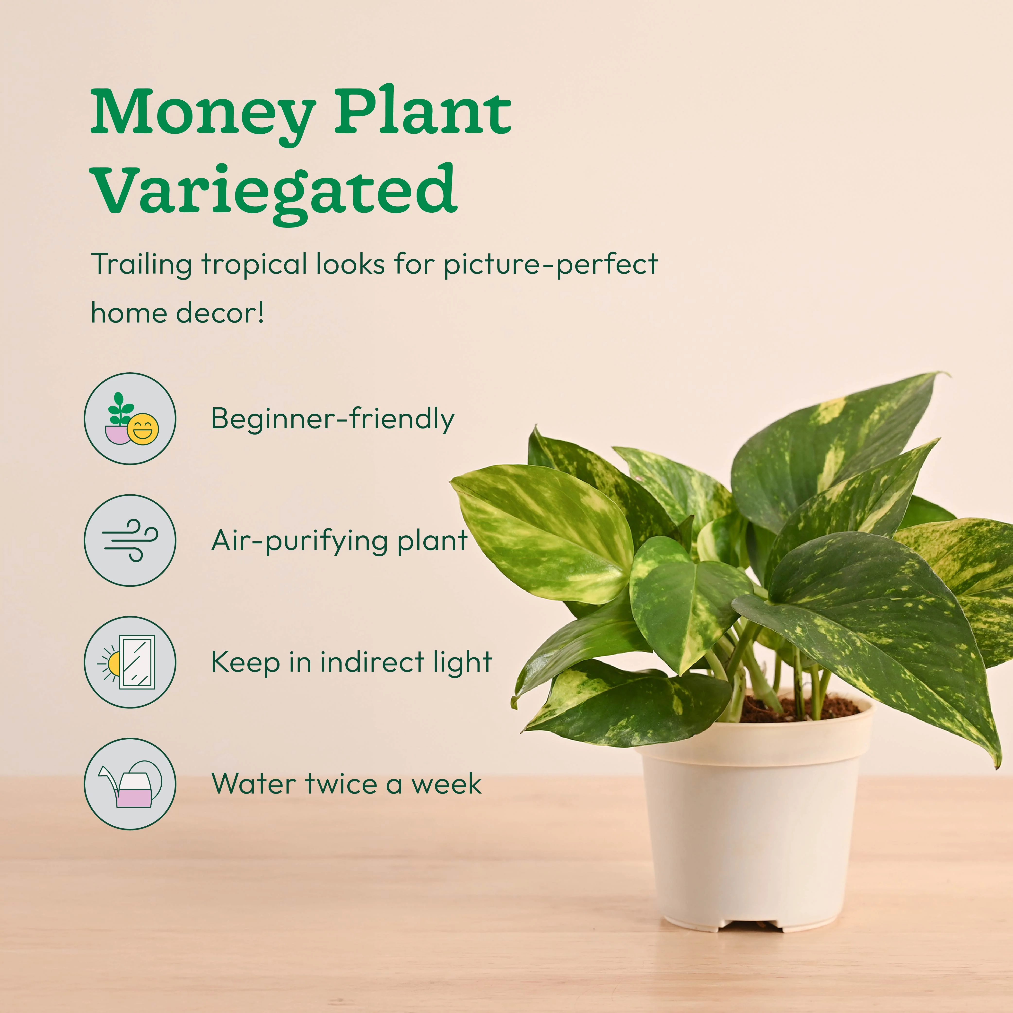 Mini Indoor Plant Set: Low Maintenance Desk & Office Collection (Set of 4, Air Purifying) - Image 3