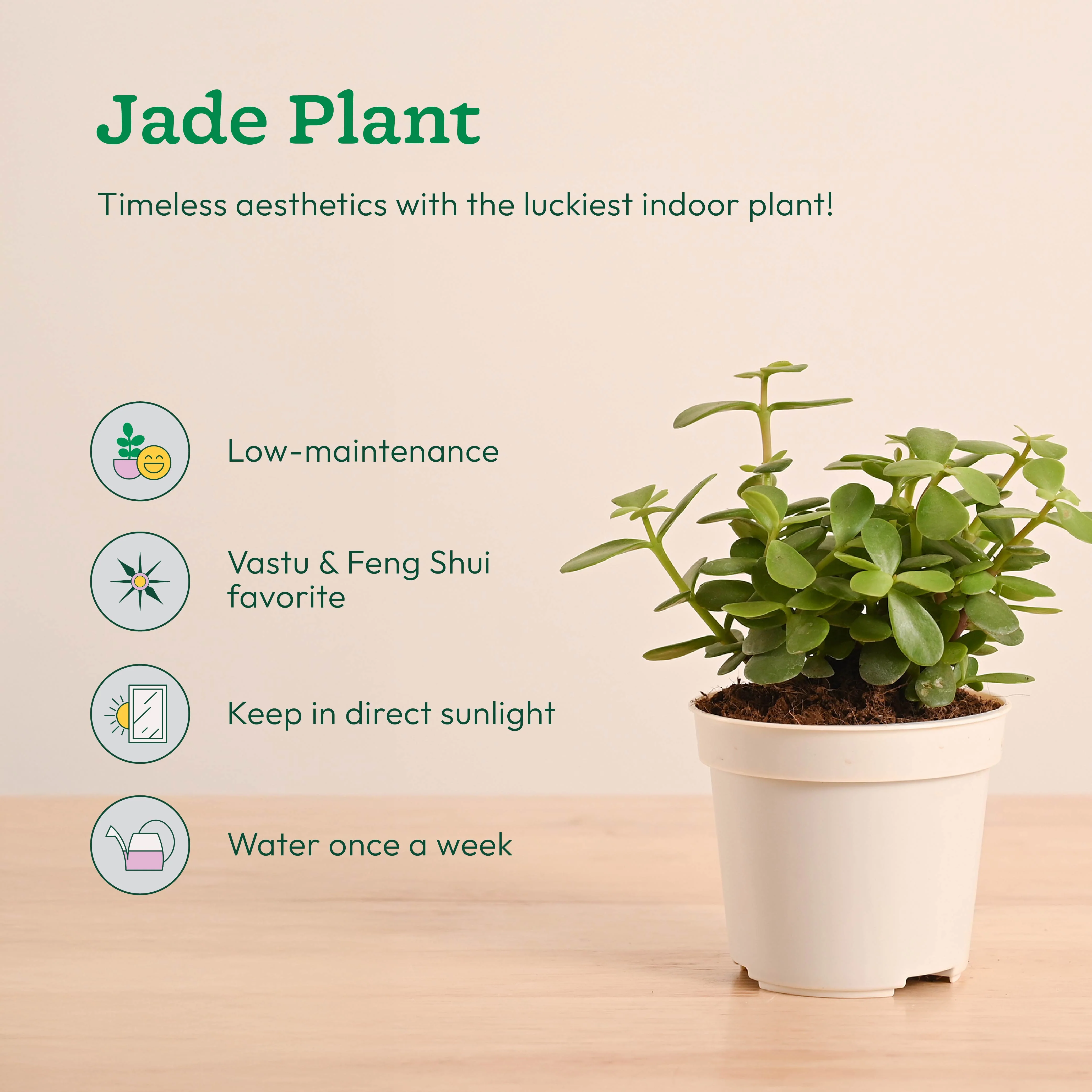 Mini Indoor Plant Set: Low Maintenance Desk & Office Collection (Set of 4, Air Purifying) - Image 4
