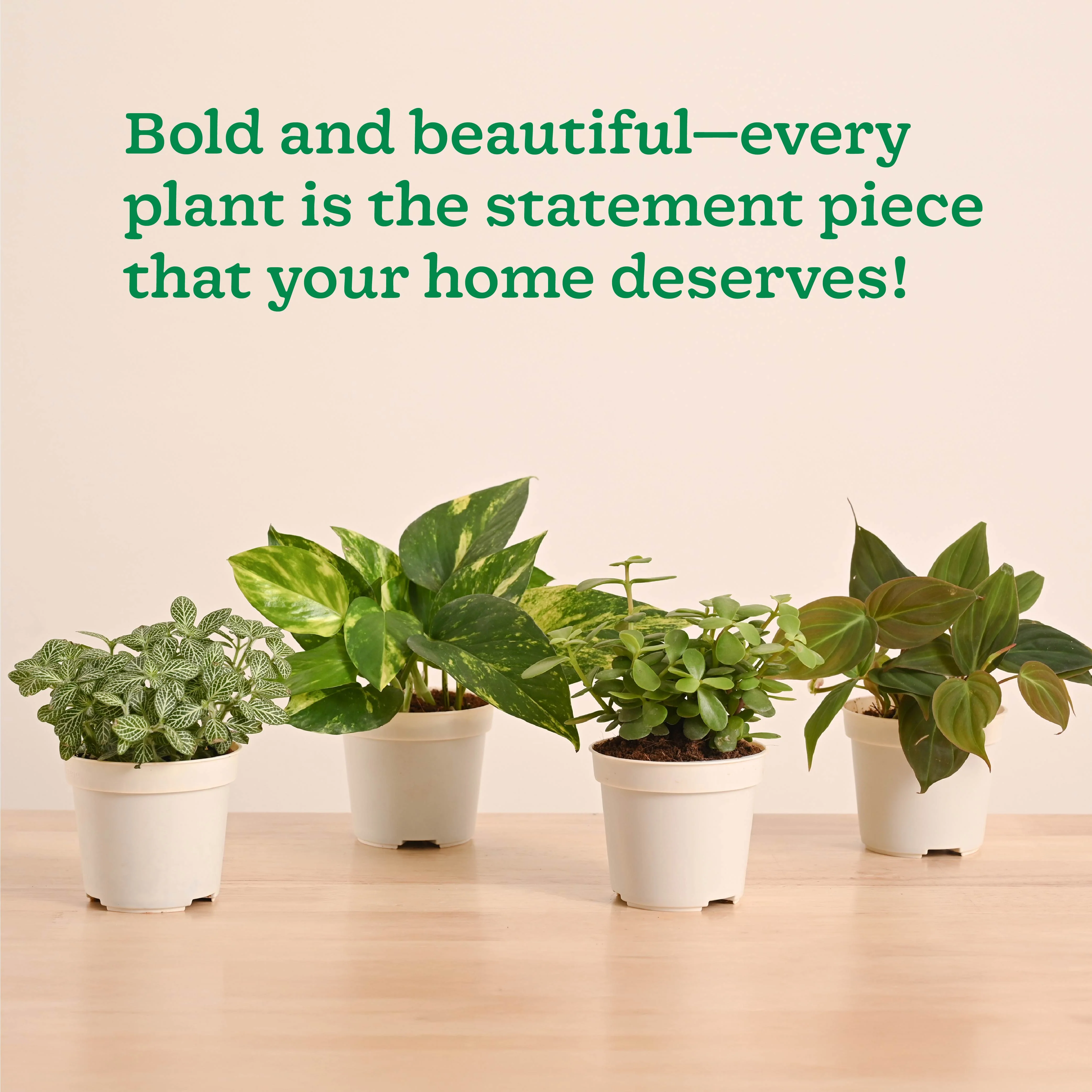 Mini Indoor Plant Set: Low Maintenance Desk & Office Collection (Set of 4, Air Purifying) - Image 6