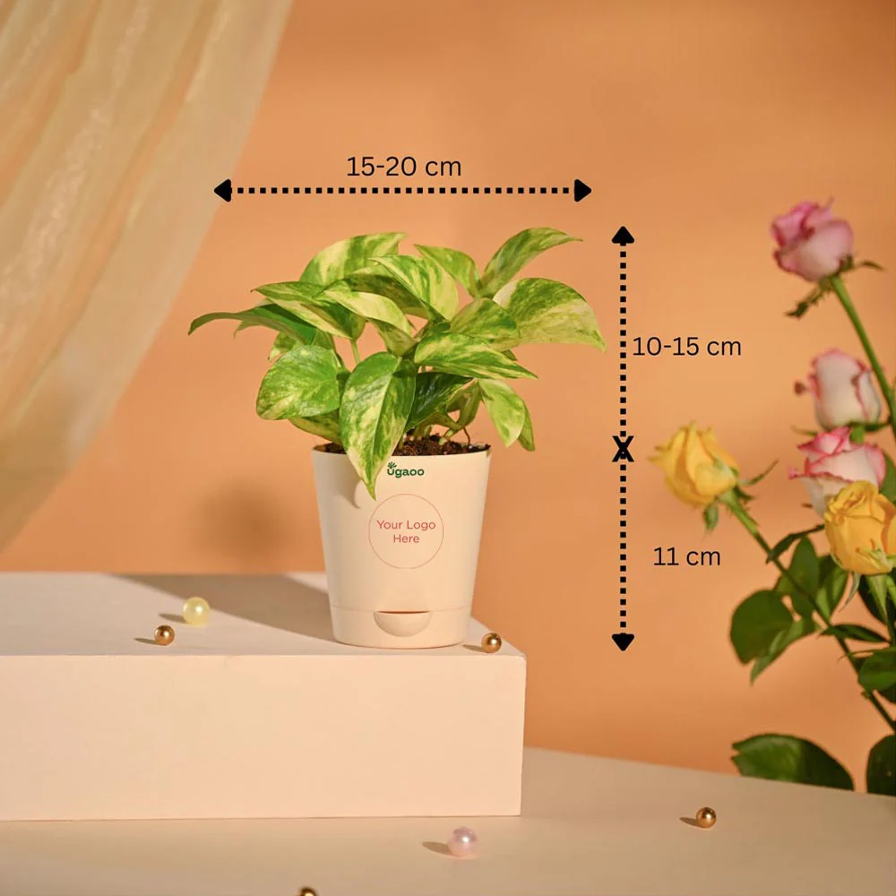 Money Plant Festive New Year Employee Gifting Hamper - Image 12