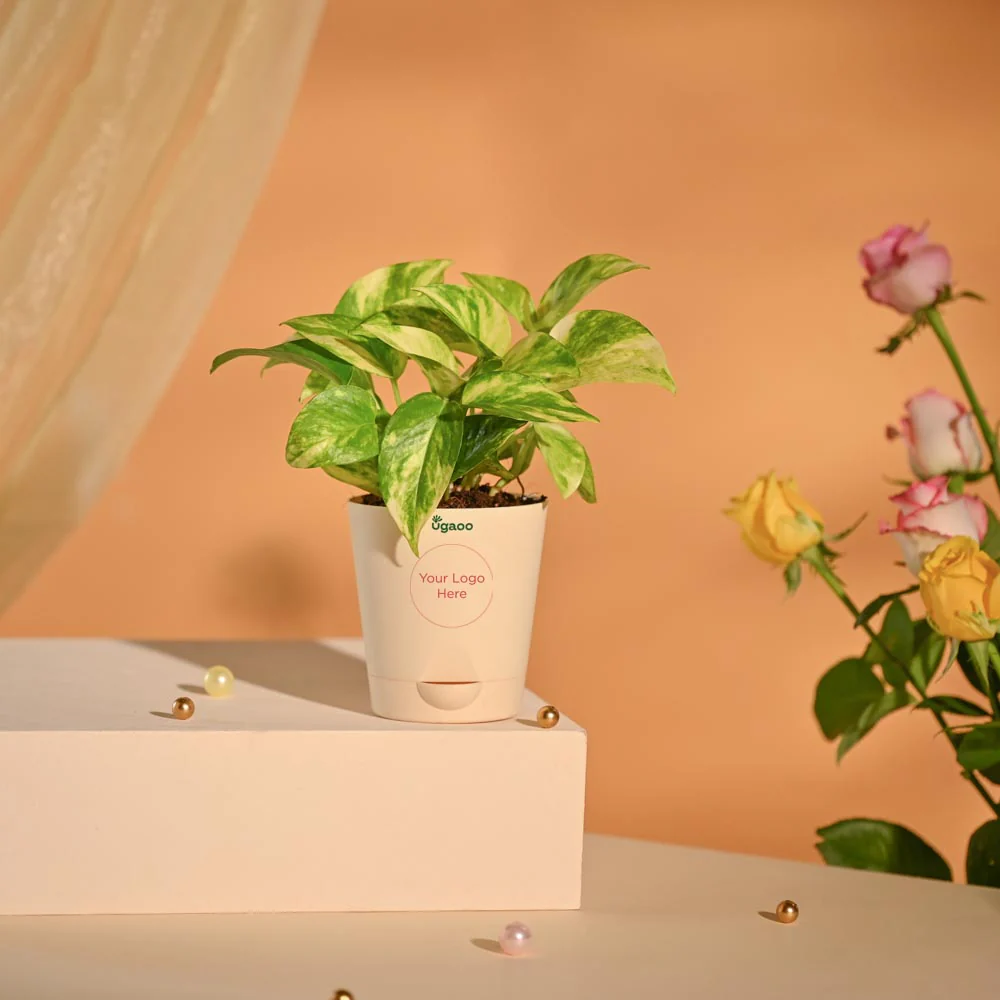 Money Plant Festive New Year Employee Gifting Hamper - Image 3