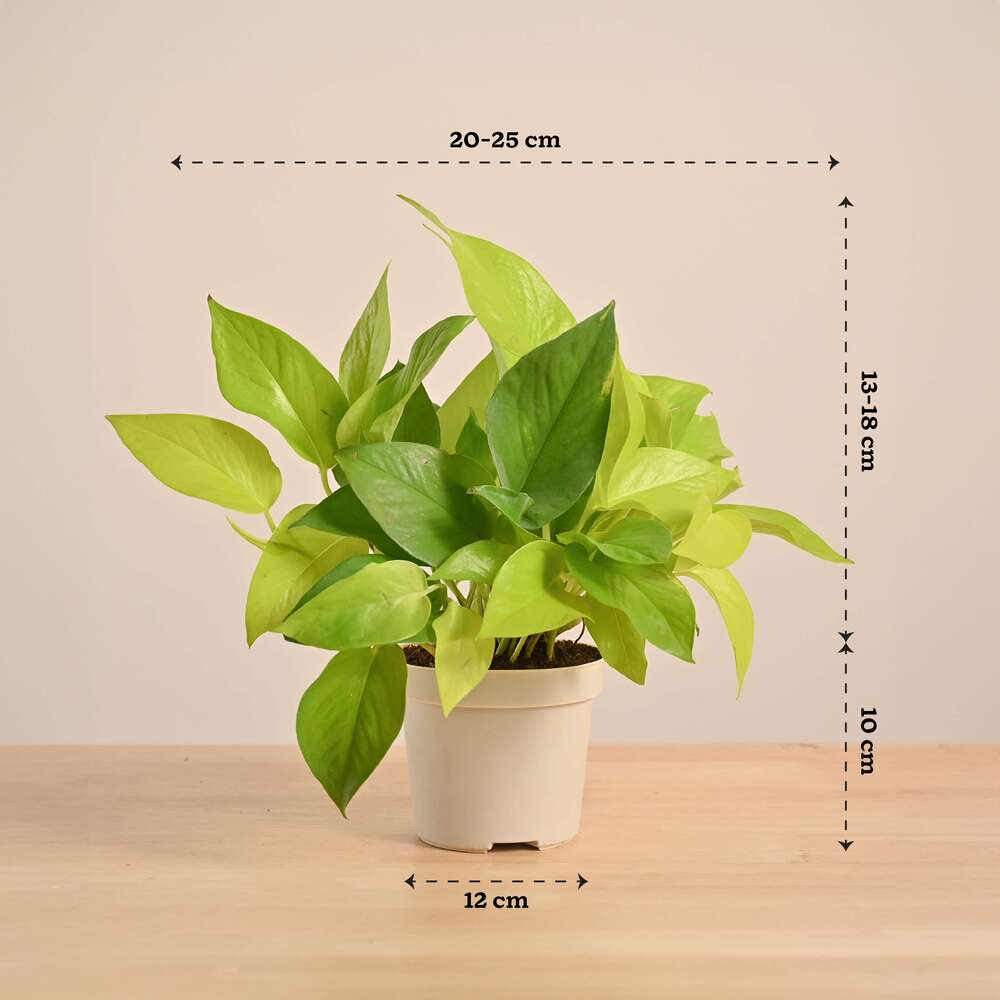 Money Plant Golden - Image 11