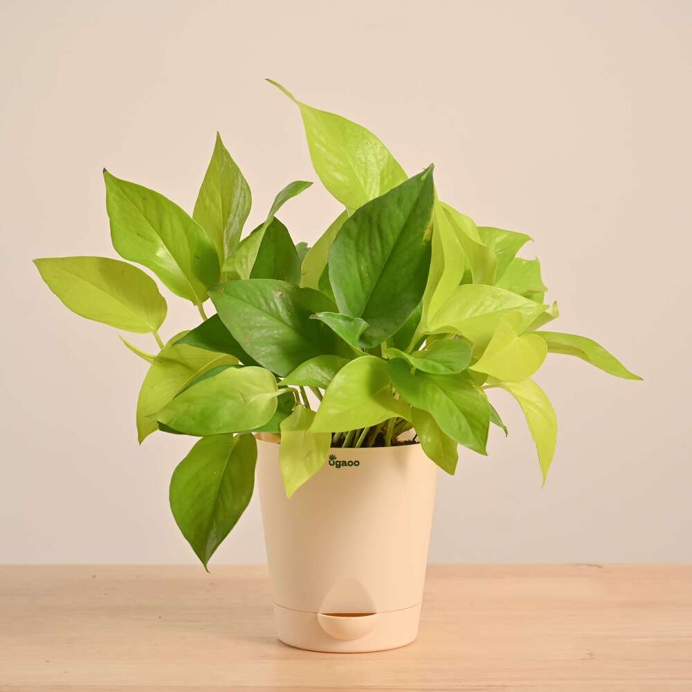 Money Plant Golden - Image 12