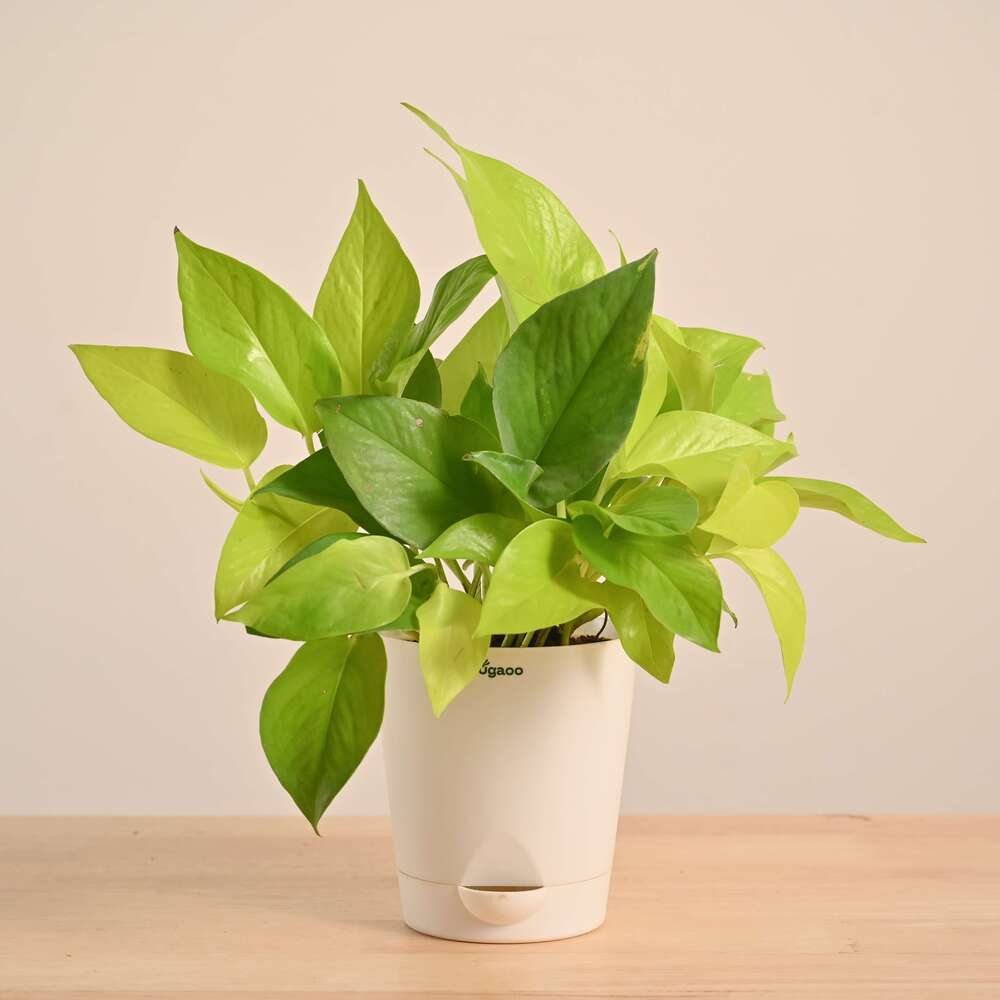 Money Plant Golden - Image 16