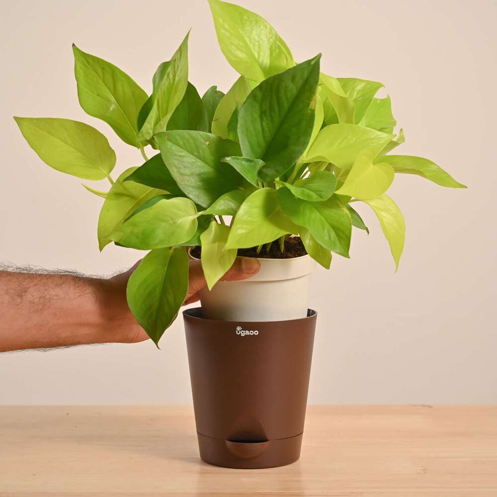 Money Plant Golden - Image 18