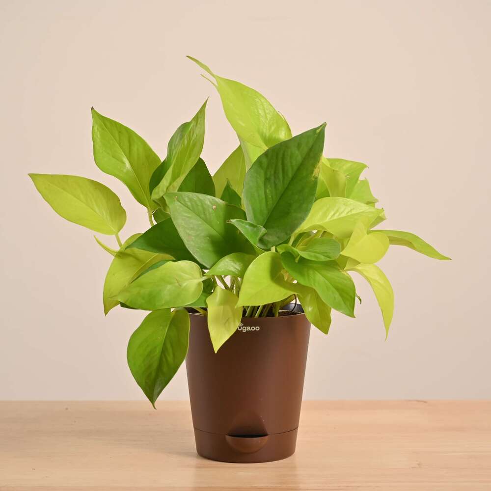 Money Plant Golden - Image 24