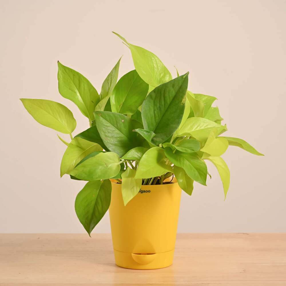 Money Plant Golden - Image 28