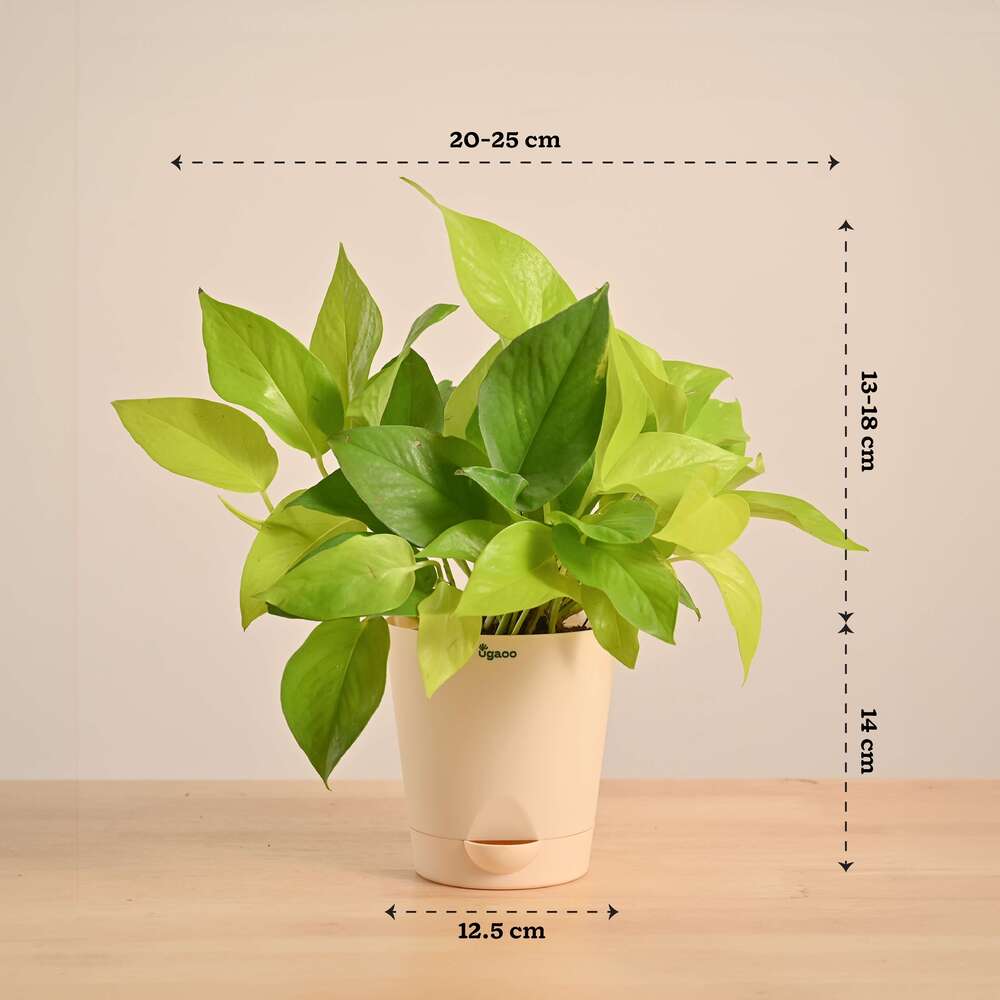 Money Plant Golden - Image 31