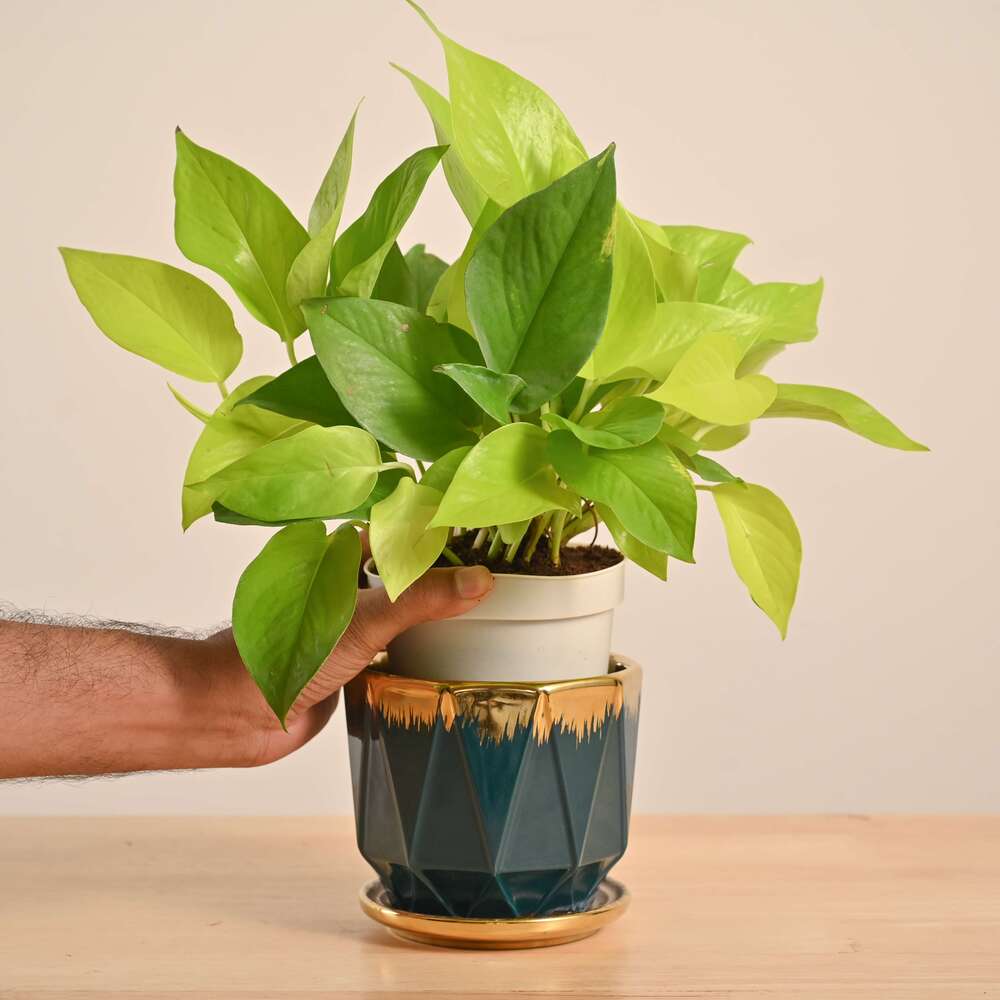 Money Plant Golden - Image 42