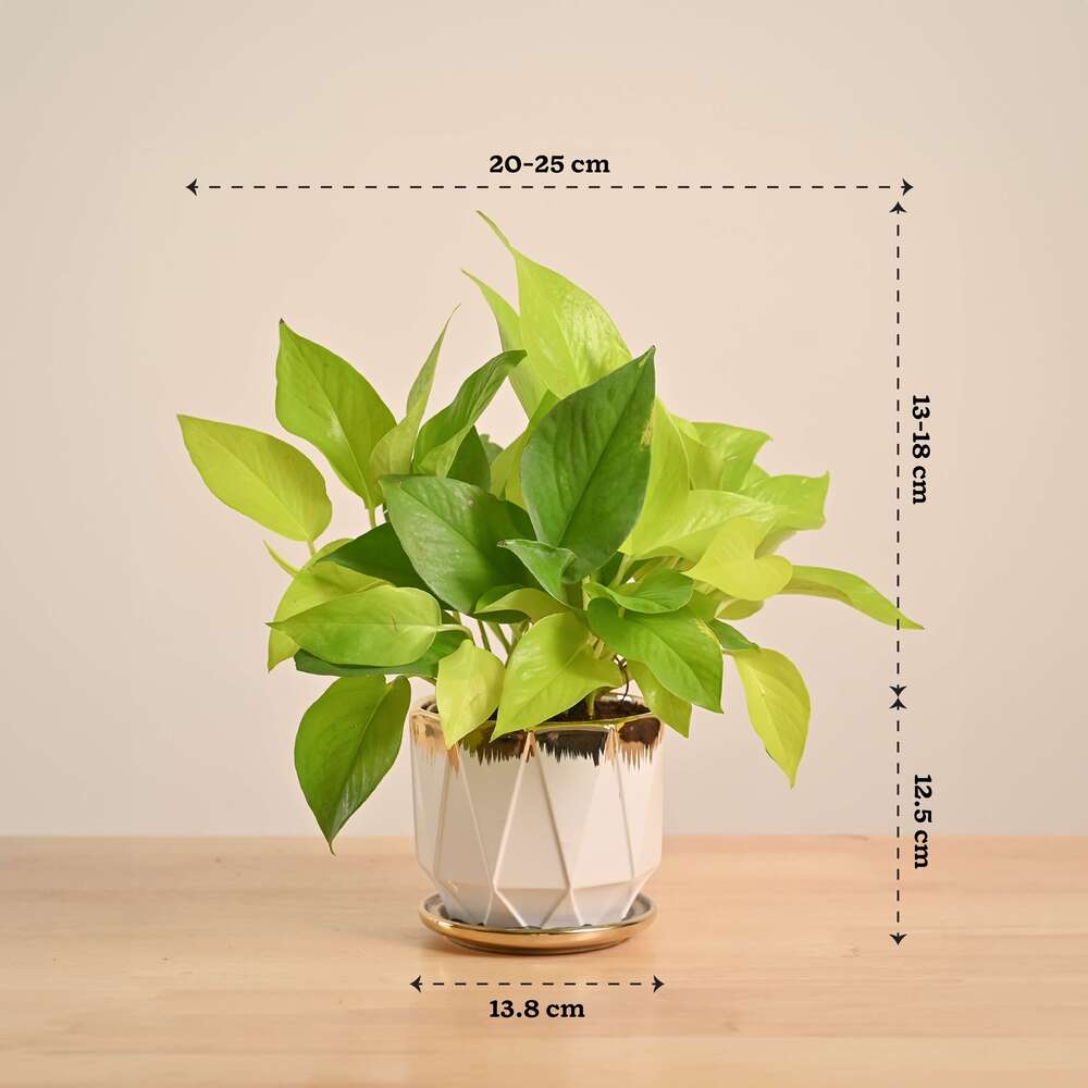 Money Plant Golden - Image 43