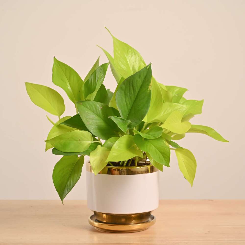Money Plant Golden - Image 44