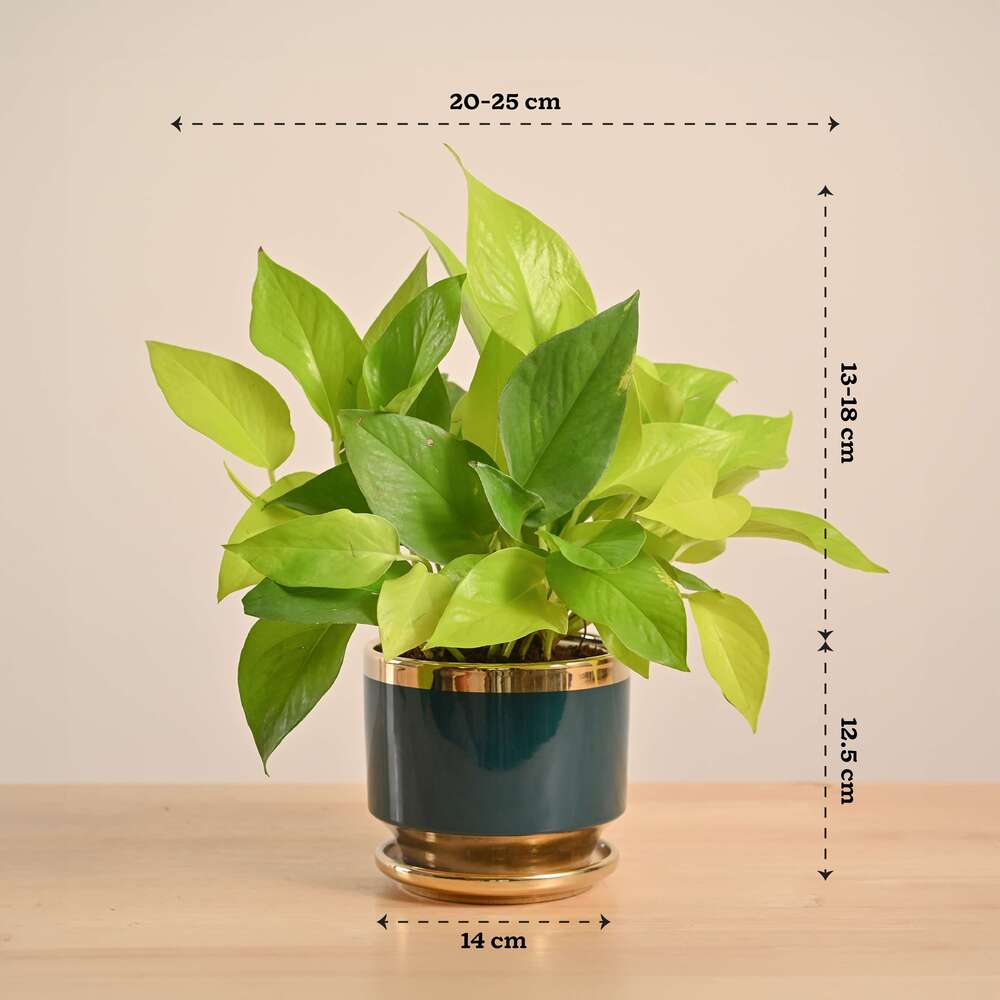 Money Plant Golden - Image 47