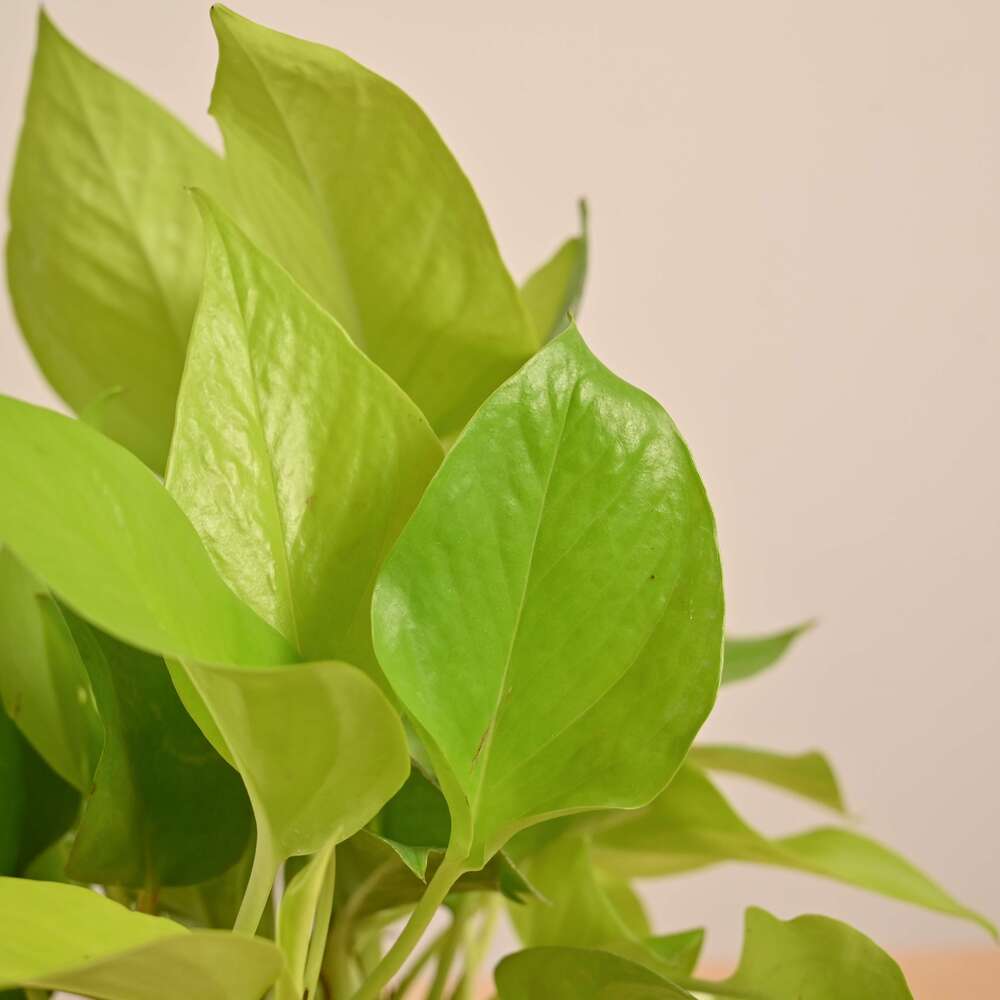 Money Plant Golden - Image 49