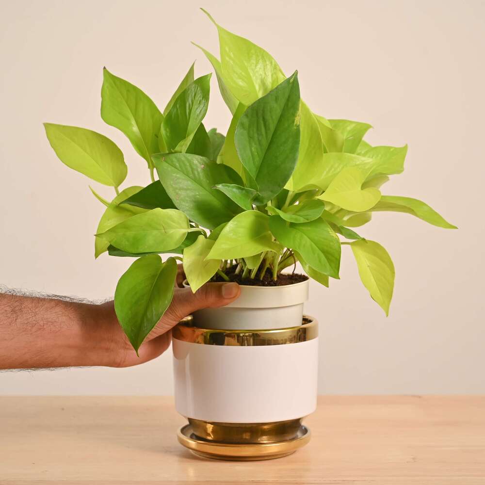 Money Plant Golden - Image 50