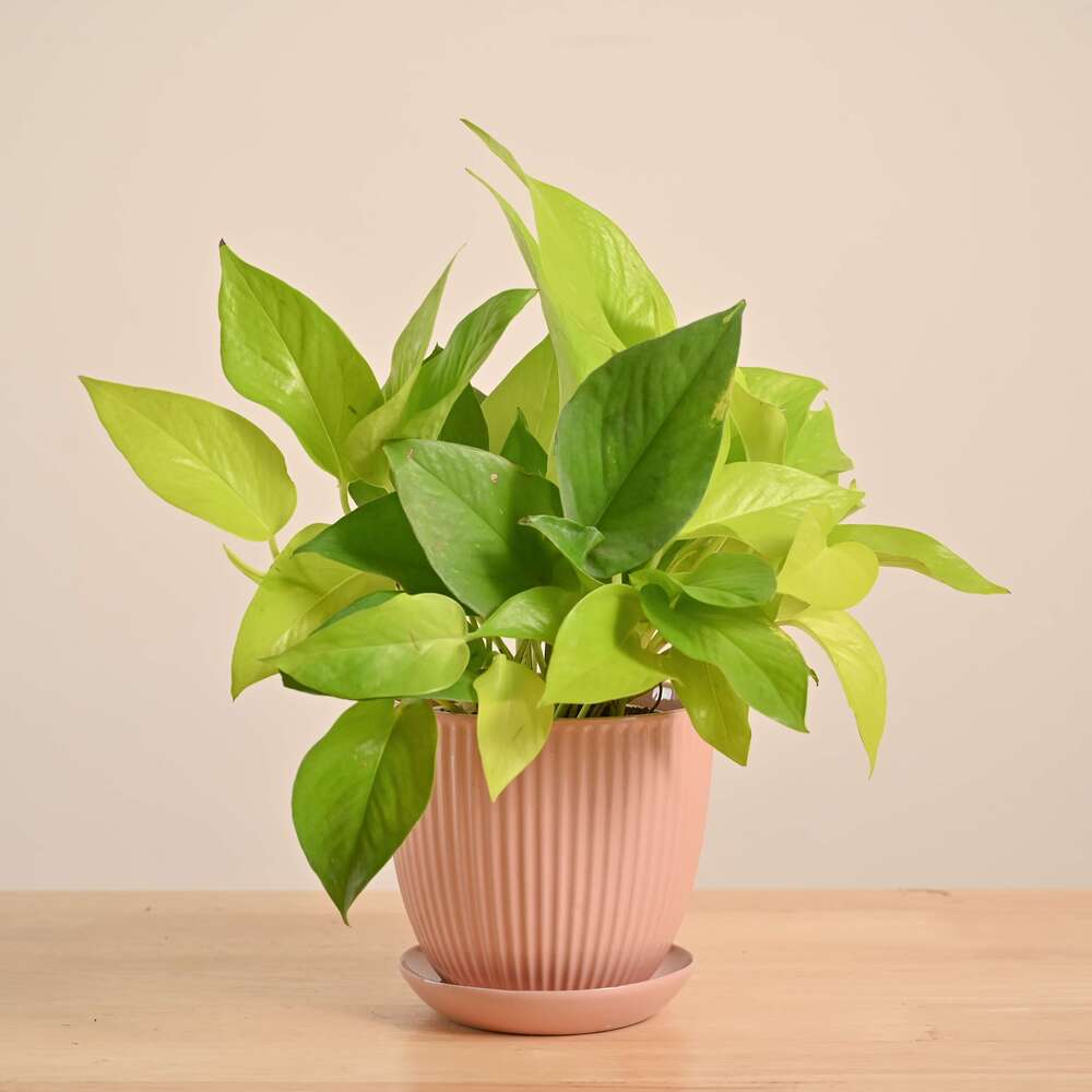 Money Plant Golden - Image 52