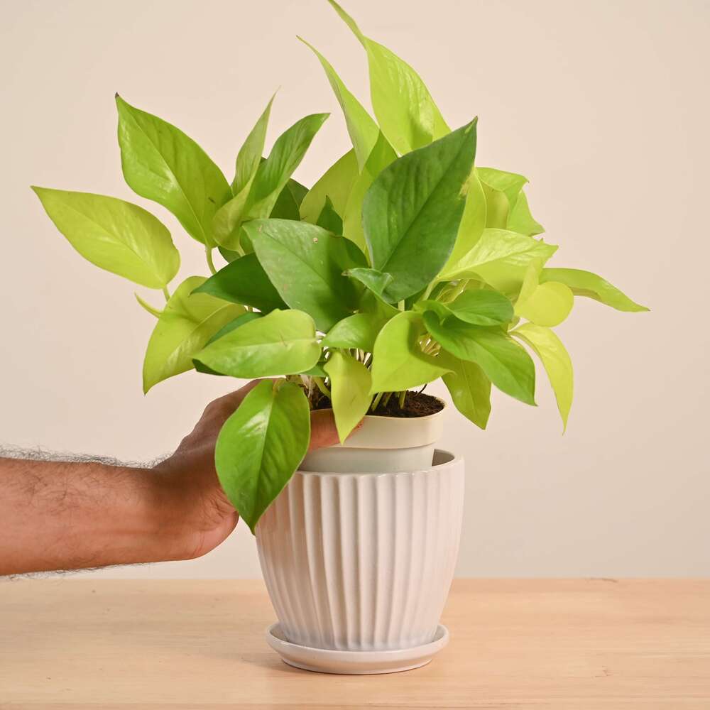 Money Plant Golden - Image 54