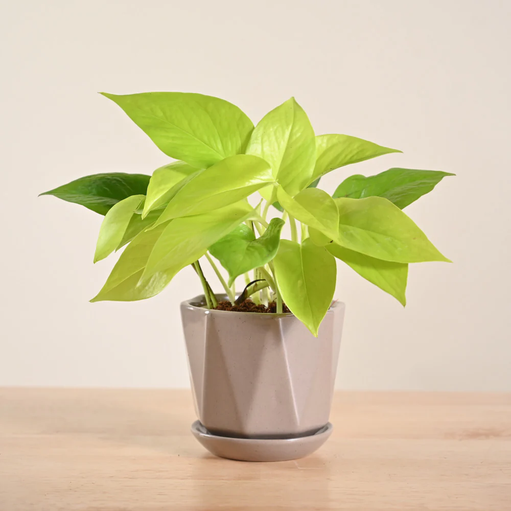Money Plant Golden - Image 56