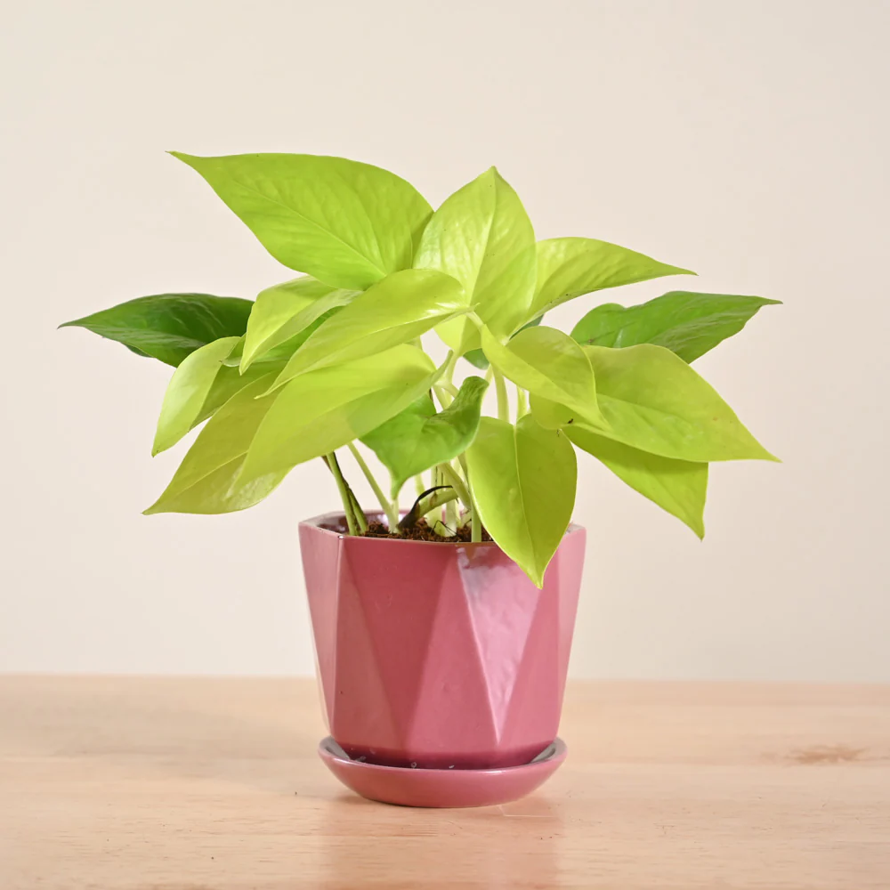 Money Plant Golden - Image 57
