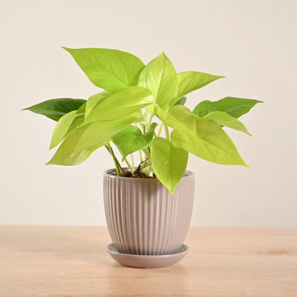 Money Plant Golden - Image 58
