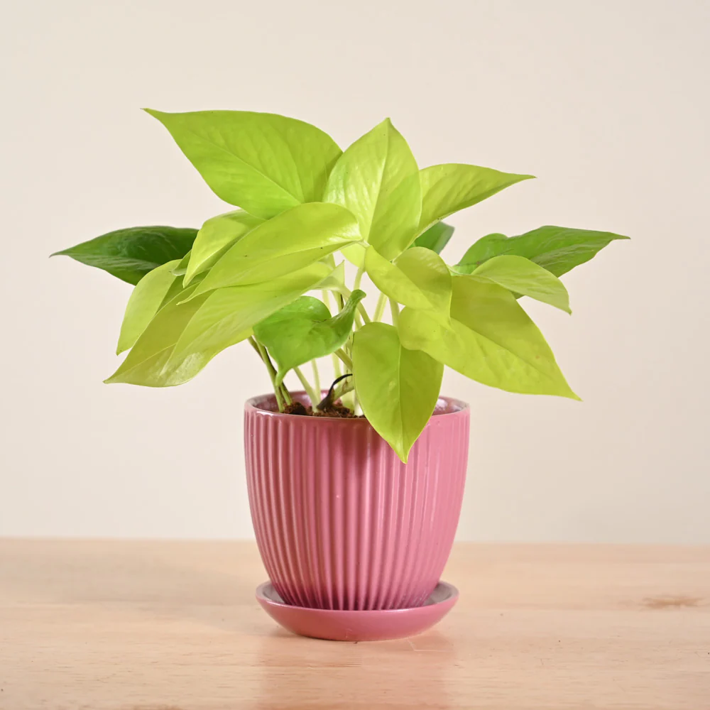 Money Plant Golden - Image 59