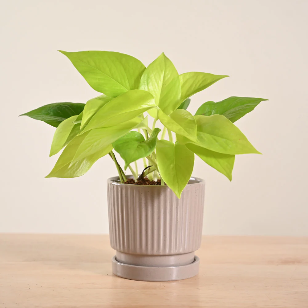 Money Plant Golden - Image 62