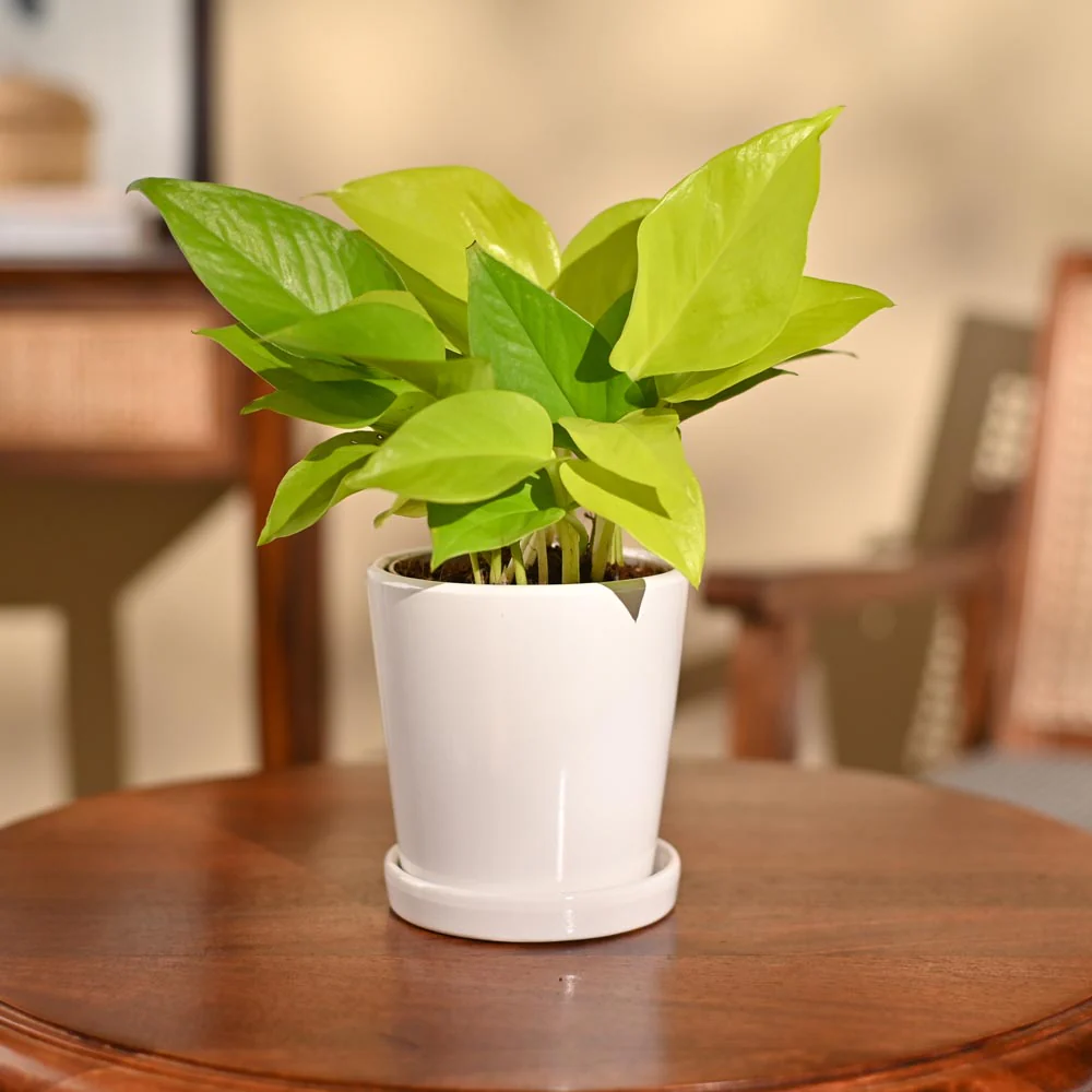 Money Plant Golden - Image 66