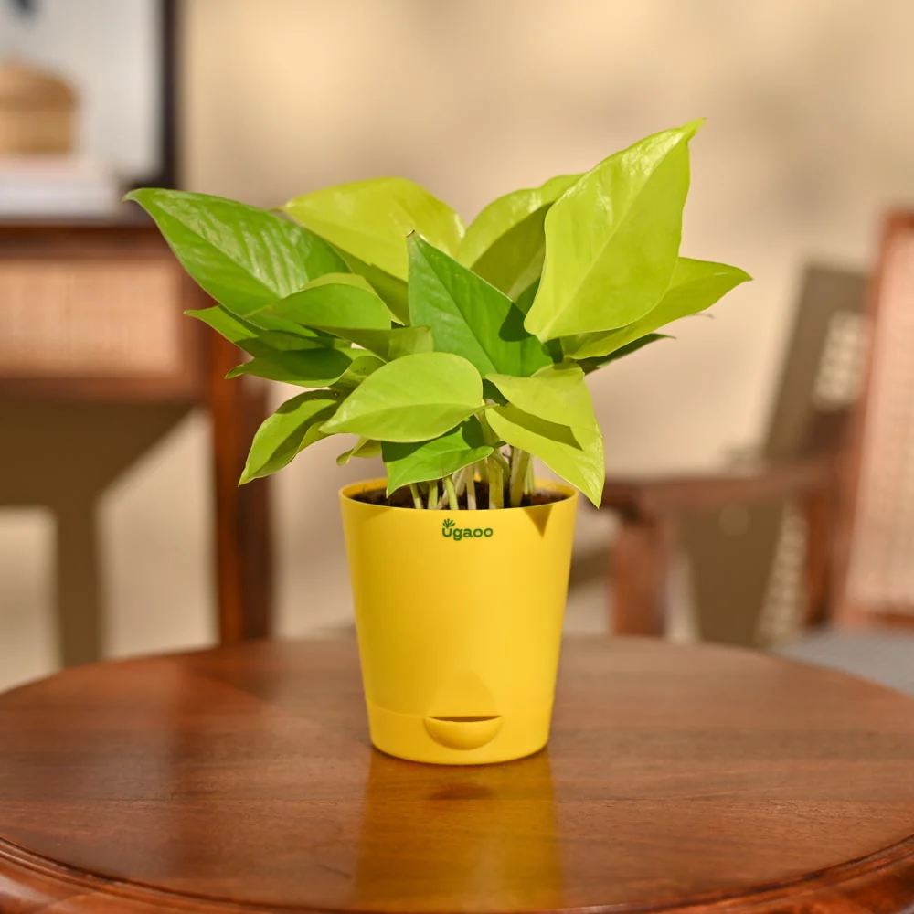 Money Plant Golden - Image 69