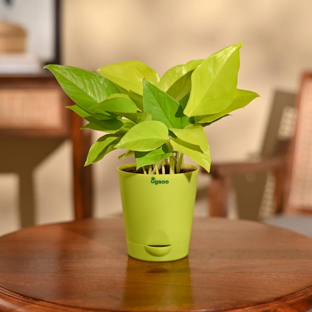 Money Plant Golden - Image 70