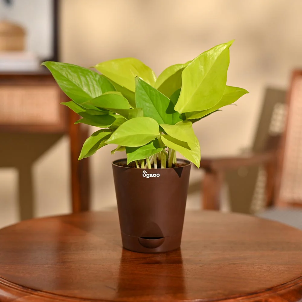 Money Plant Golden - Image 72