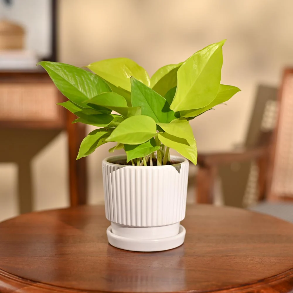 Money Plant Golden - Image 73