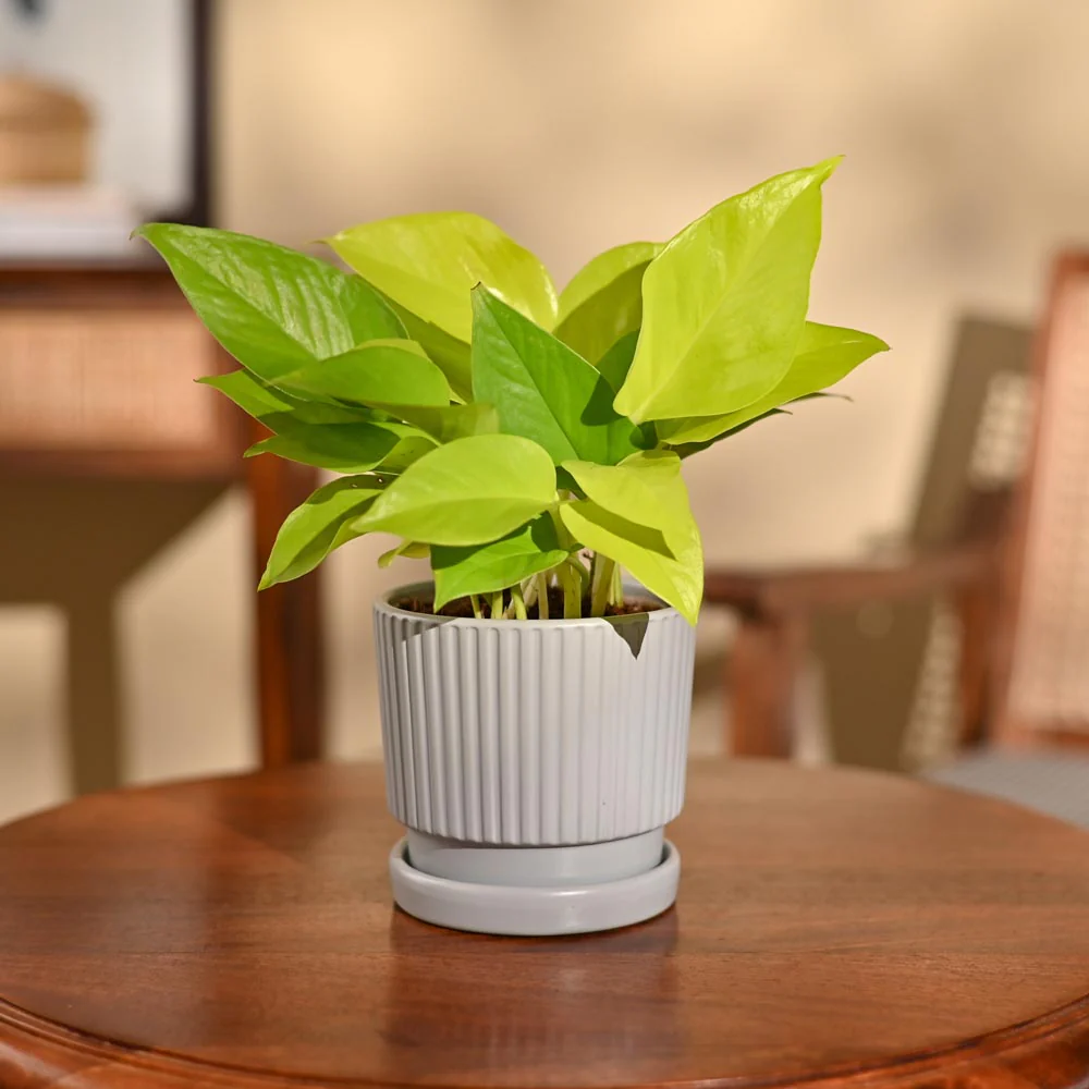 Money Plant Golden - Image 74