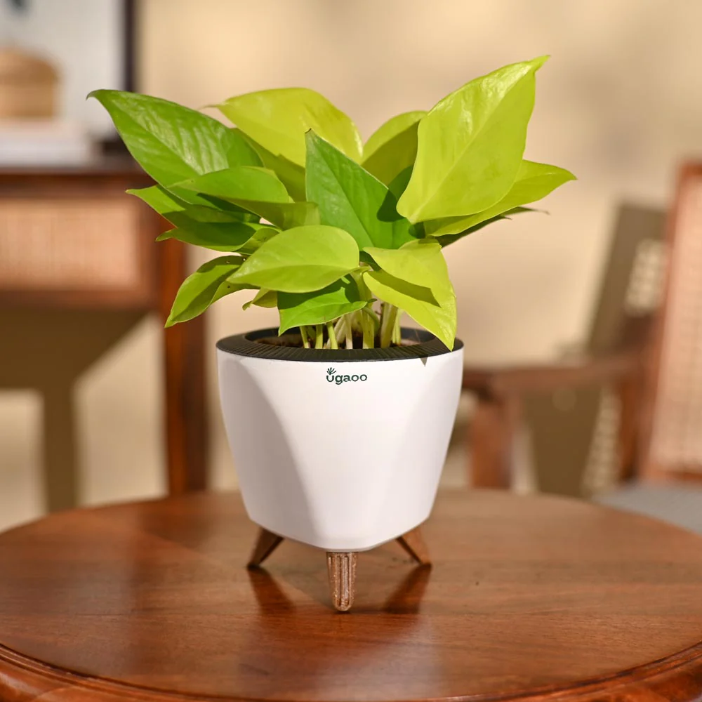 Money Plant Golden - Image 78