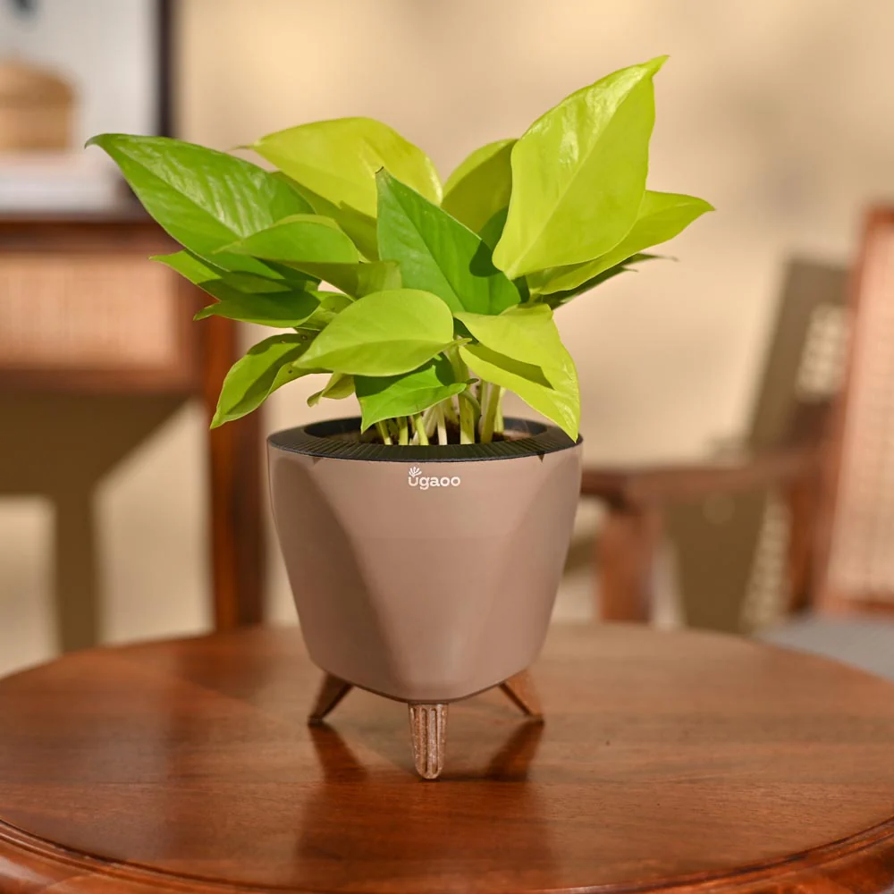 Money Plant Golden - Image 80