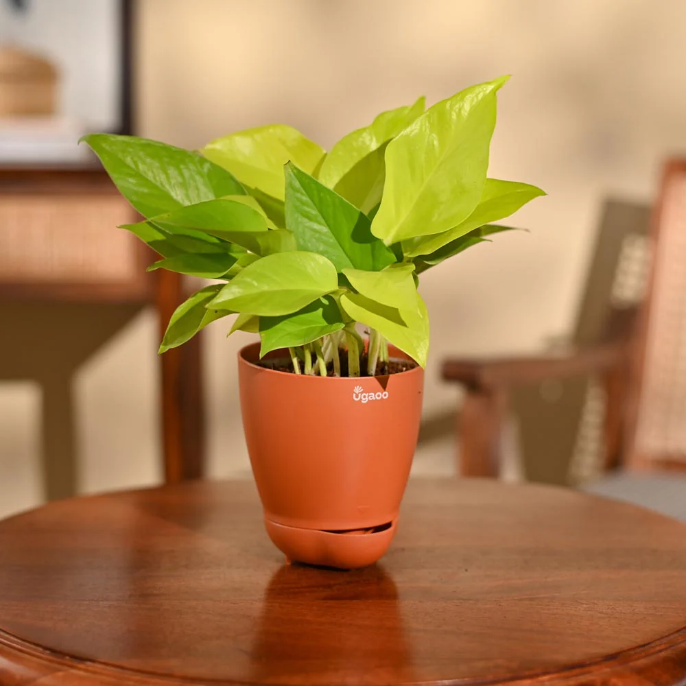 Money Plant Golden - Image 81