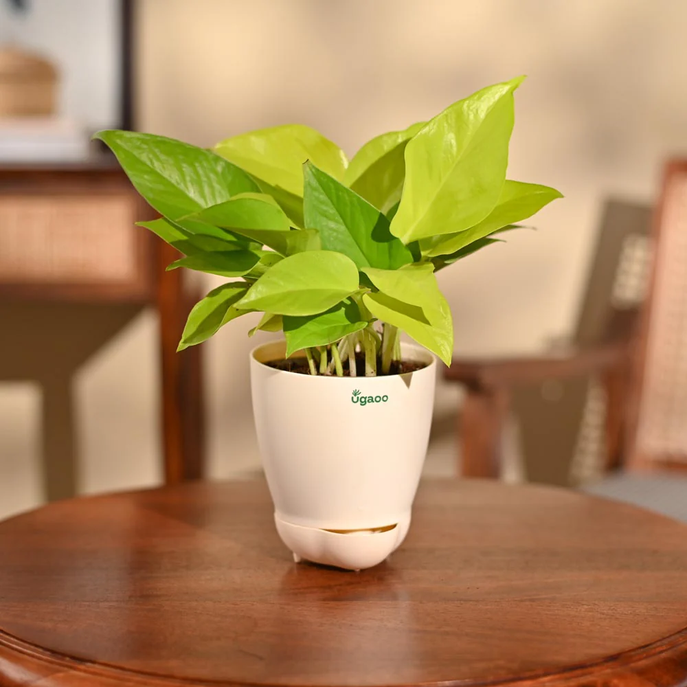 Money Plant Golden - Image 83