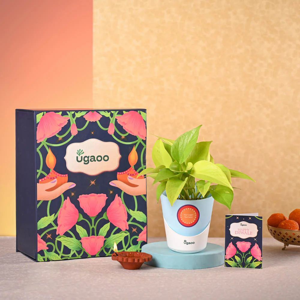 Money Plant Golden & Bombay Sweet Shop Diwali Gift Hamper - Image 2