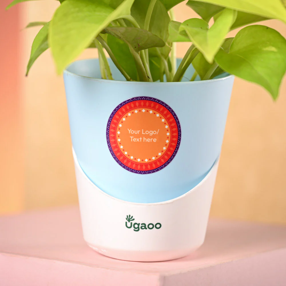 Money Plant Golden & Bombay Sweet Shop Diwali Gift Hamper - Image 3