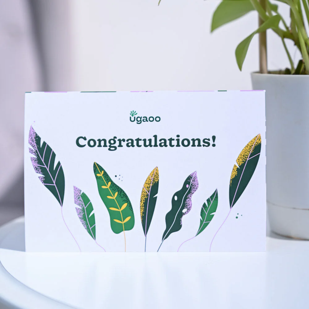 Money Plant Golden Congratulations Gift hamper - Image 4