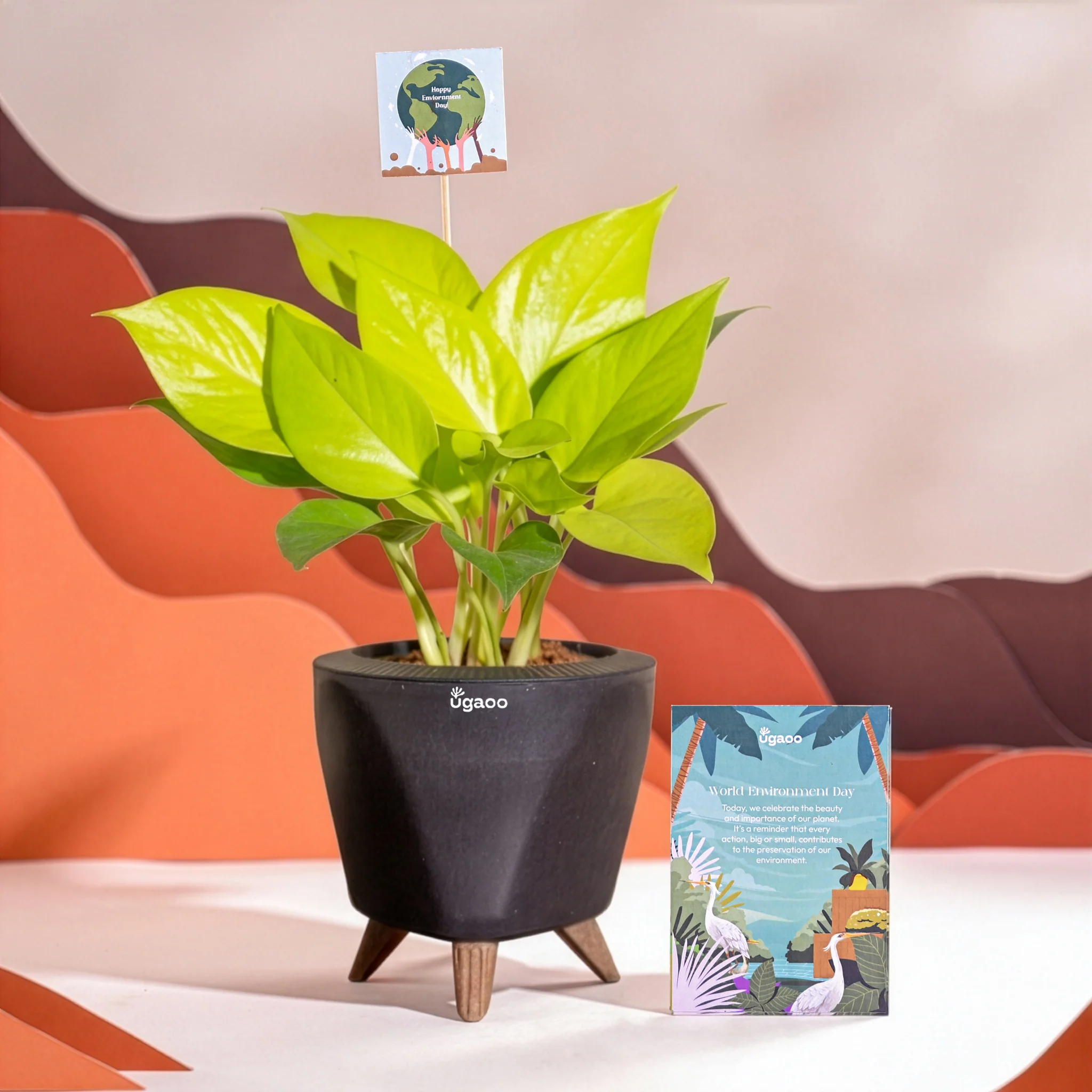Money Plant Golden For Environment Day Gifting