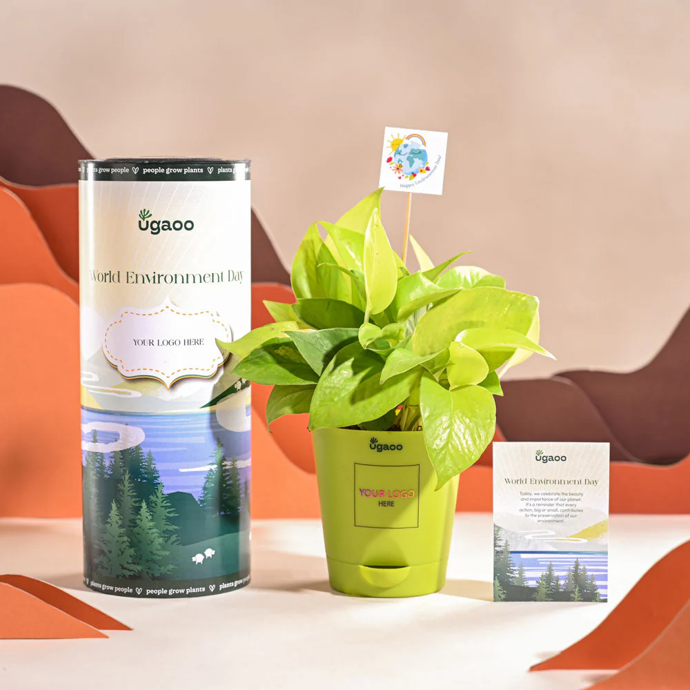 Money Plant Golden For Environment Day Gifting - Image 15