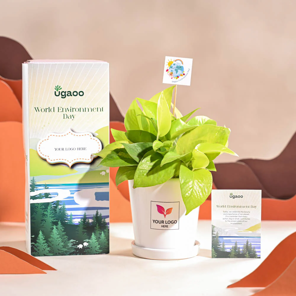 Money Plant Golden For Environment Day Gifting - Image 2