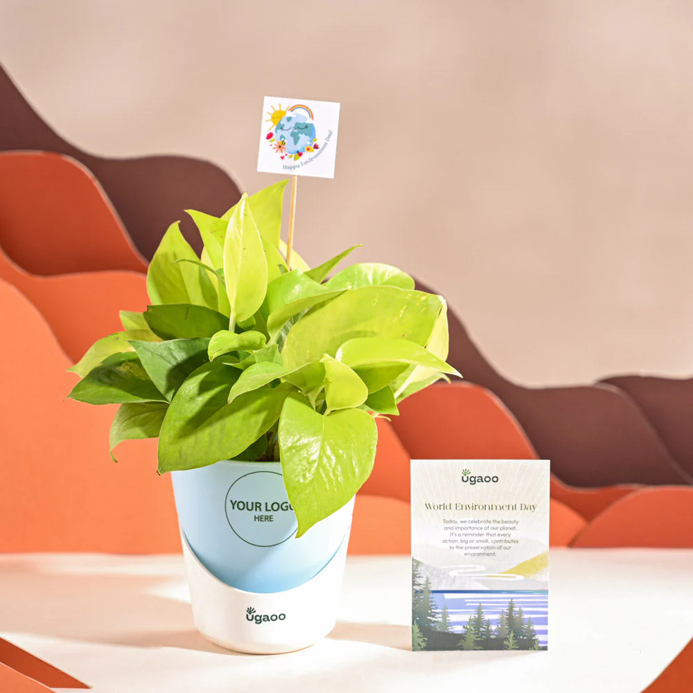 Money Plant Golden For Environment Day Gifting - Image 21