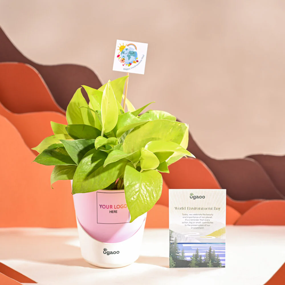 Money Plant Golden For Environment Day Gifting - Image 27