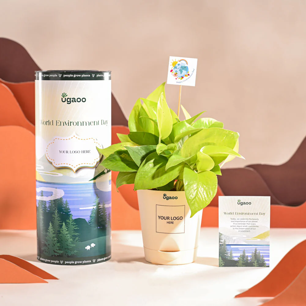 Money Plant Golden For Environment Day Gifting - Image 3