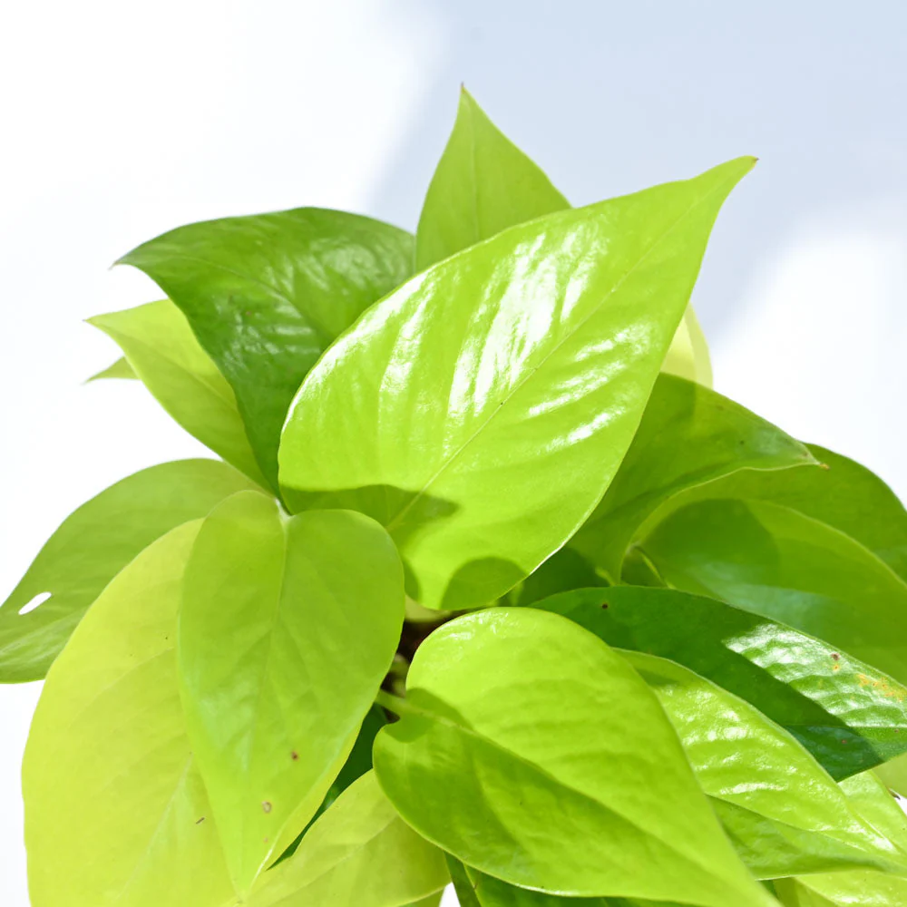 Money Plant Golden For Environment Day Gifting - Image 38