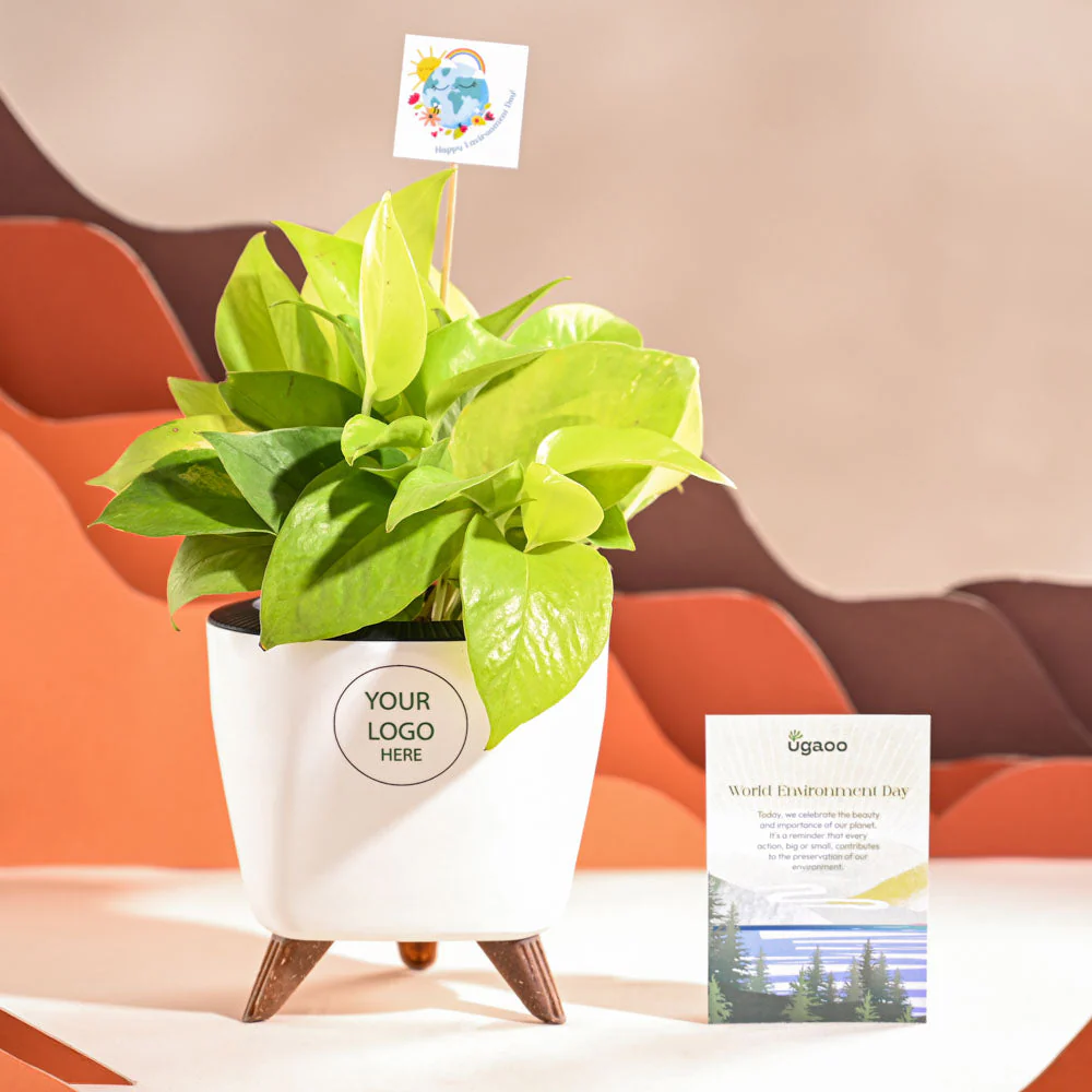 Money Plant Golden For Environment Day Gifting - Image 39