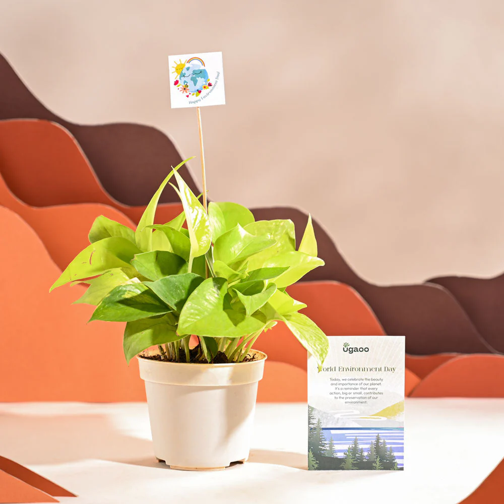 Money Plant Golden For Environment Day Gifting - Image 4
