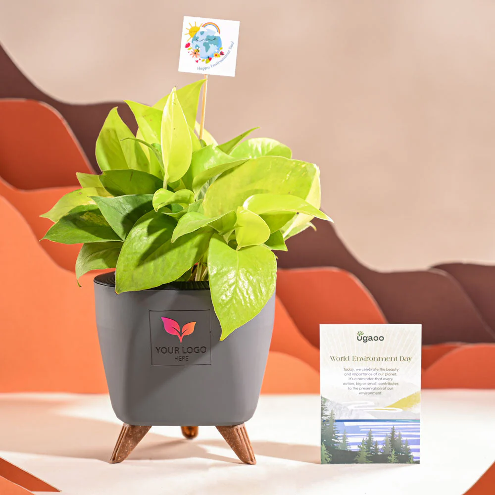 Money Plant Golden For Environment Day Gifting - Image 45