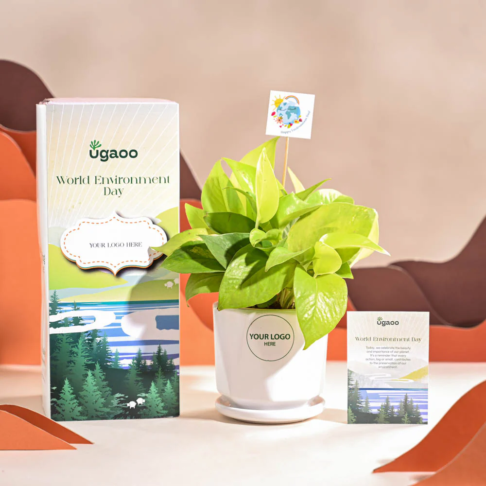 Money Plant Golden For Environment Day Gifting - Image 51